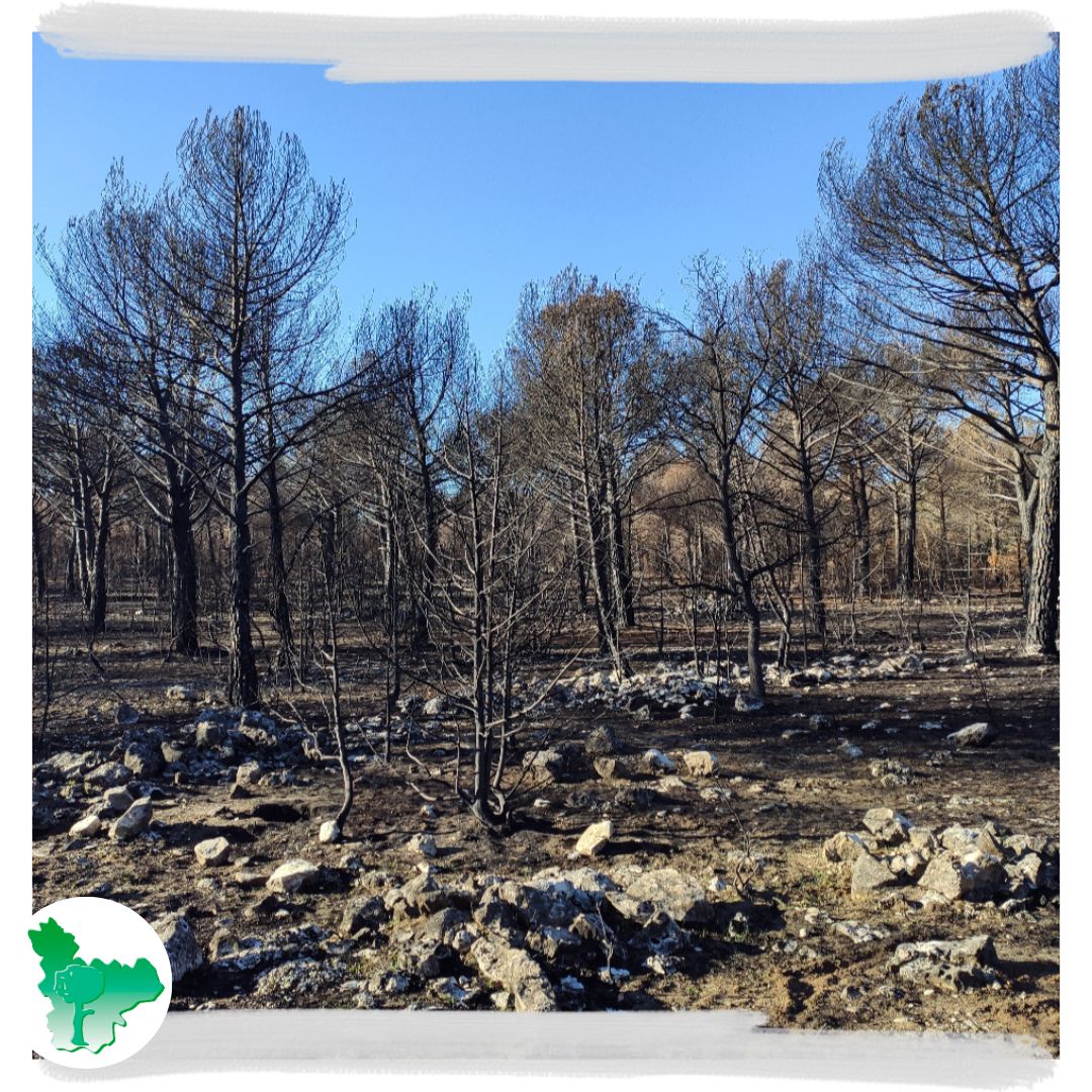 Masas forestales quemadas